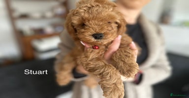 Cockapoo dogs - Advert 13
