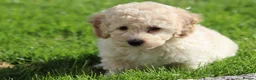Cavapoochon dogs for sale: Beautiful Cavapoochon puppies for sale - Advert 8