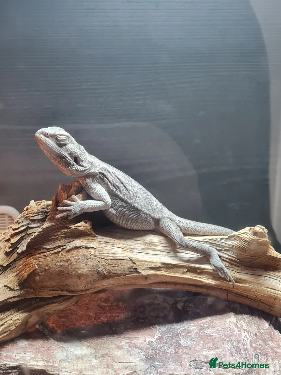 Bearded Dragon reptiles for sale: Bearded dragons for sale  - Advert 2