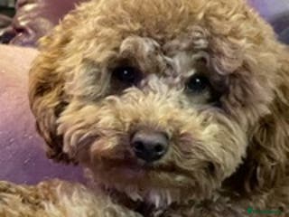 Toy Poodle dogs RED toy poodle, proven, KC & Health tested STUD in Atherstone - Advert 3