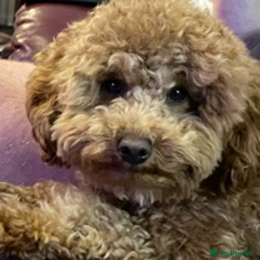 Toy Poodle dogs for stud: RED toy poodle, proven, KC & Health tested STUD - Advert 1