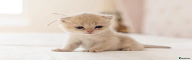 British Shorthair 9 - violet