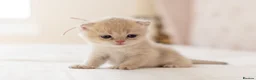 British Shorthair cats for sale: Golden Blue and Golden BSH kittens - Advert 21