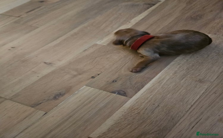 Cockapoo dogs - Advert 1