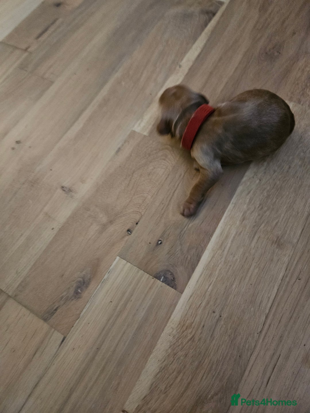 Cockapoo dogs for sale: Cockapoo puppies for sale! - Image 1