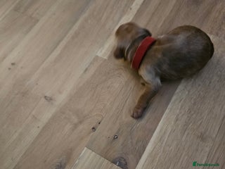 Cockapoo dogs - Advert 1