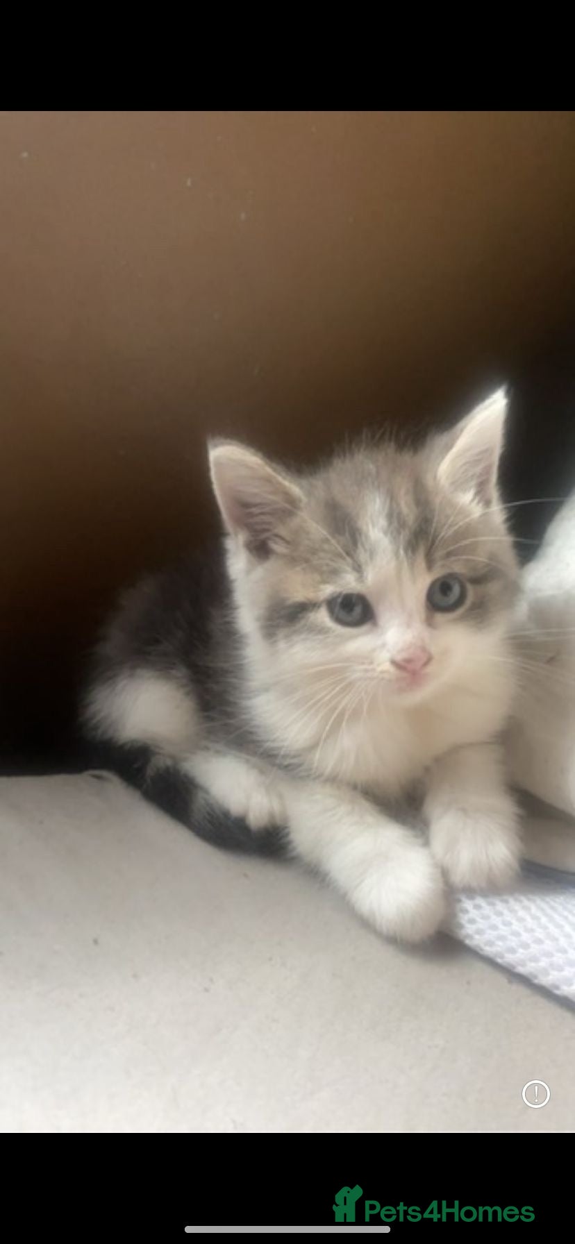 Mixed Breed cats Mixed breed kittens  - Advert 1