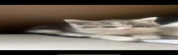 Mixed Breed cats for sale: Mixed breed kittens  - Advert 1