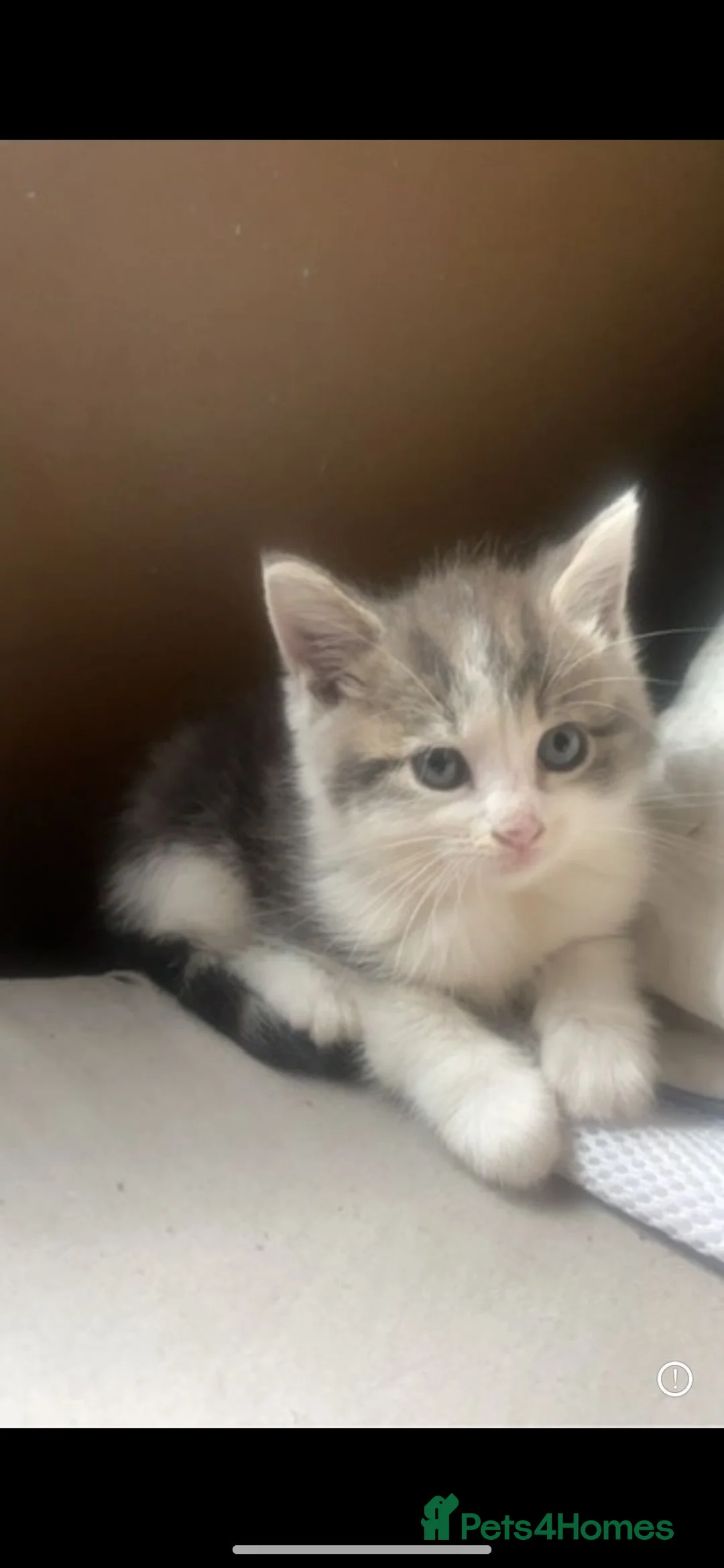 Mixed Breed cats for sale: Mixed breed kittens  - Advert 1