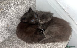 British Longhair cats for sale: 3 chocolate brown boys ready to leave  - Image 13