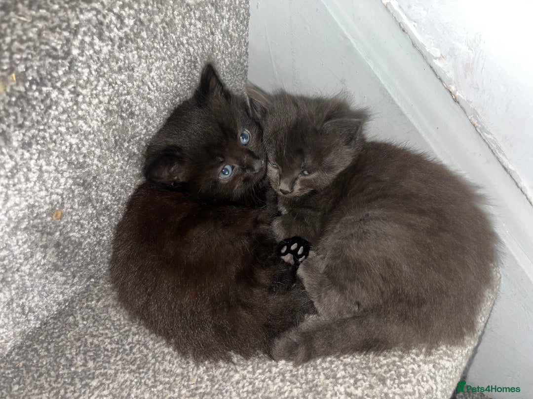 British Longhair cats for sale: 3 chocolate brown boys ready to leave  - Image 13