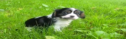 Cavalier King Charles Spaniel dogs for sale: Health Tested KCReg Cavalier King Charles Spaniel - Advert 3