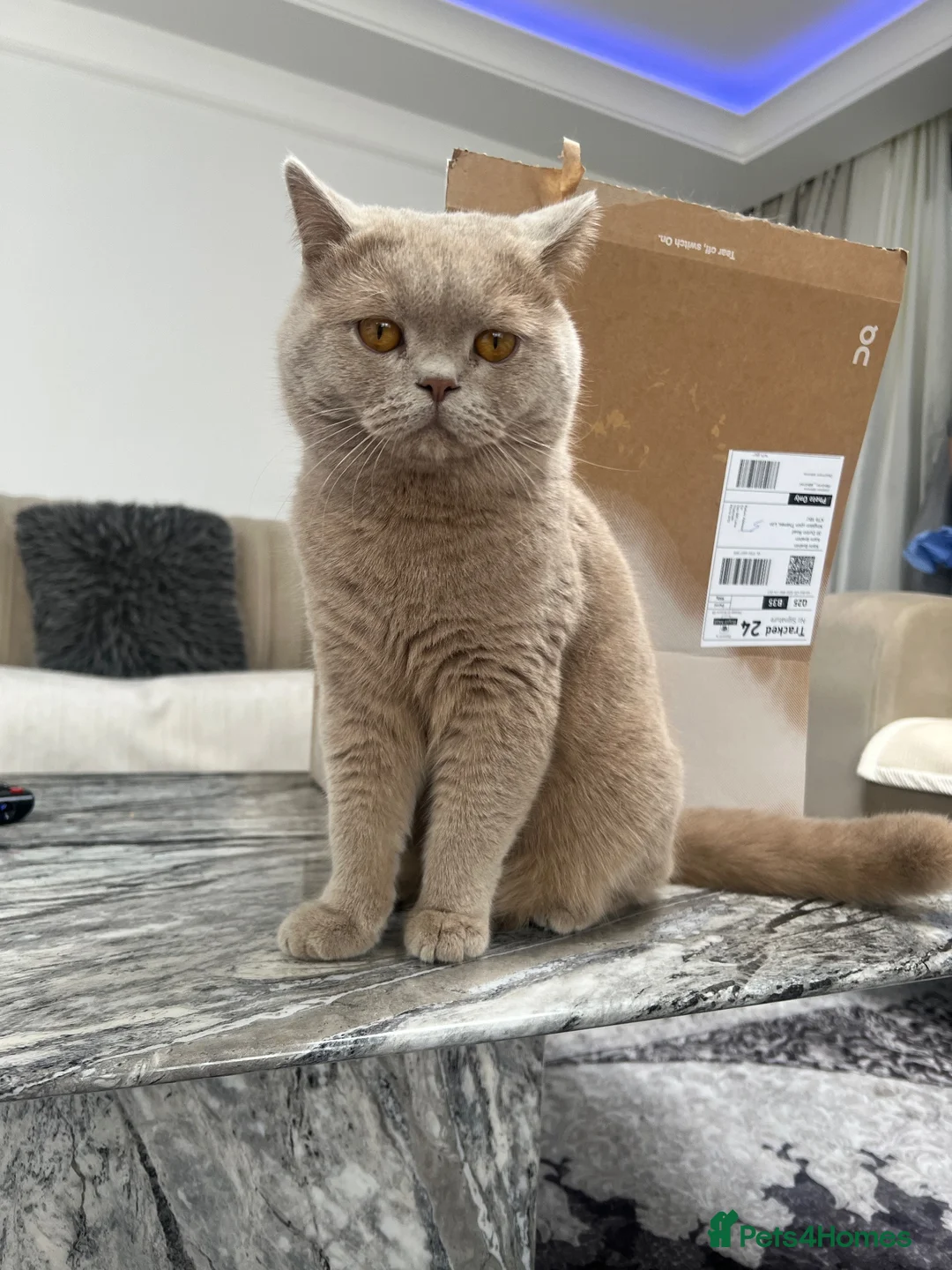 British Shorthair cats for sale: Beautiful Lilac British Shorthair Boy - Advert 1