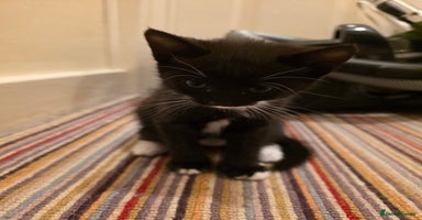 Mixed Breed cats - Advert 10