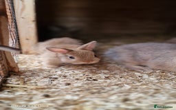 Netherland Dwarf rabbits for sale: Various Netherland Dwarfs available from £20 - Image 33