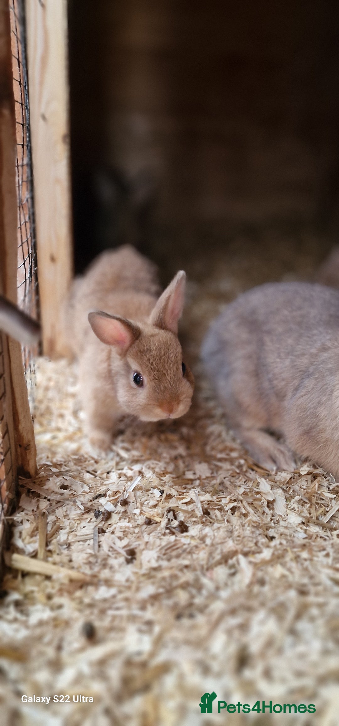 Netherland Dwarf rabbits for sale: Various Netherland Dwarfs available from £20 - Image 33