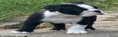 Rosie