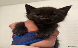 Mixed Breed cats for sale: Beautiful Kittens For Sale  - Image 4