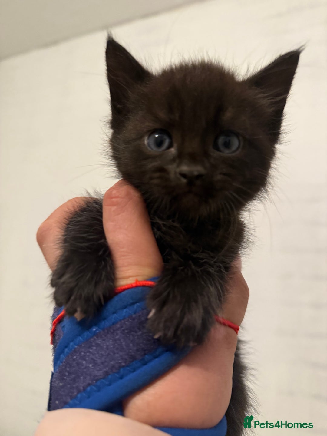 Mixed Breed cats for sale: Beautiful Kittens For Sale  - Image 4