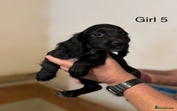Cocker Spaniel dogs for sale: Beautiful cocker spaniel puppies ready now - Advert 6