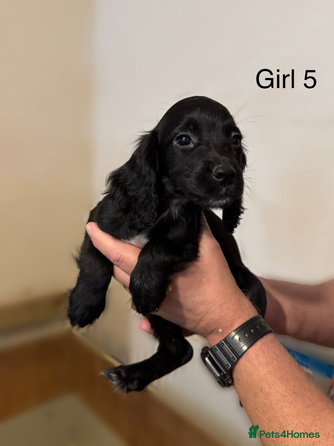 Cocker Spaniel dogs for sale: Beautiful cocker spaniel puppies ready now - Advert 6