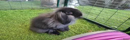 Mini Lop rabbits for sale: Beautiful Mini Lion Lop - READY TO LEAVE - Advert 12