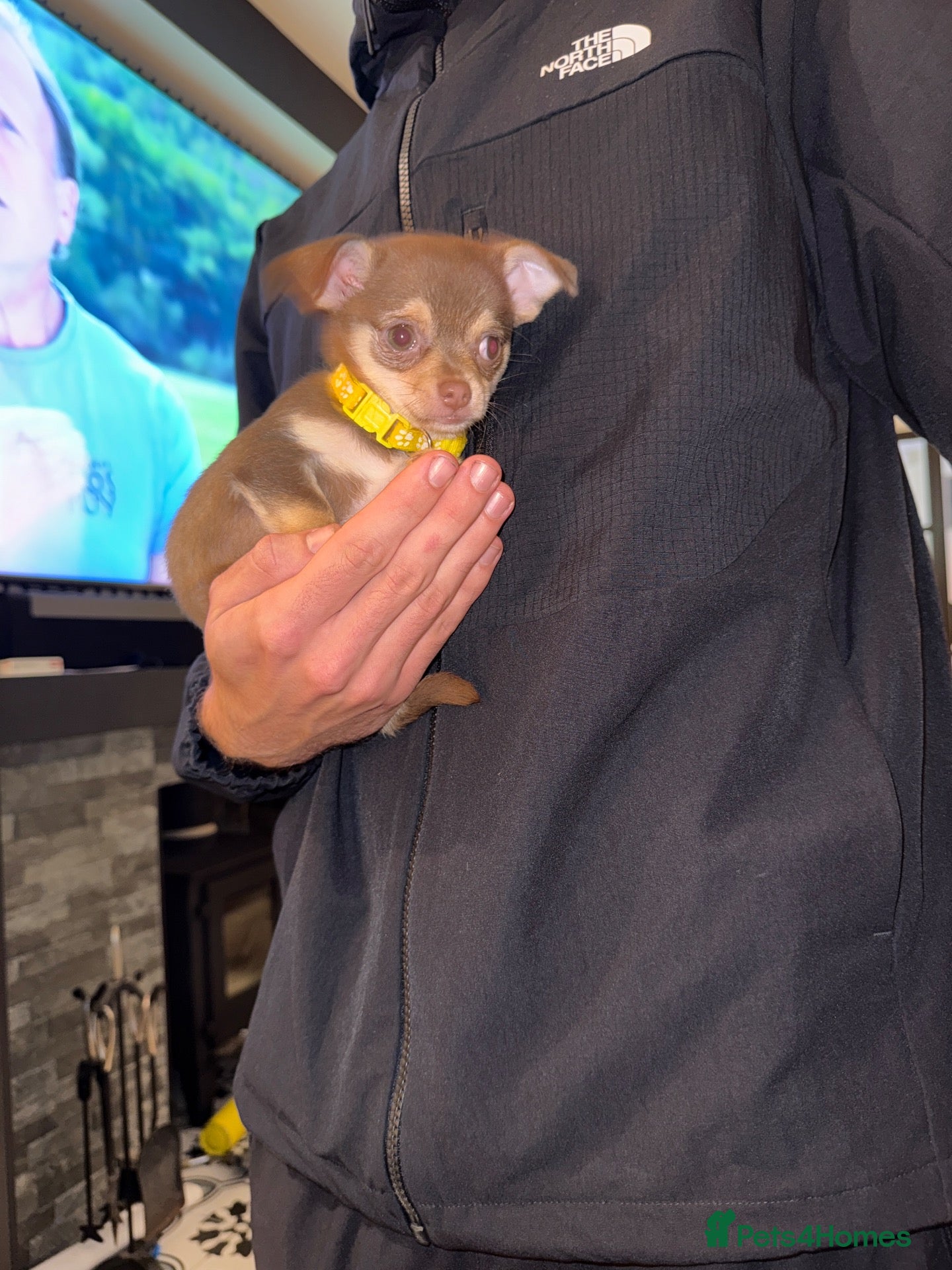 Chihuahua dogs ONE little boy left - READY NOW 🙂 - Advert 1