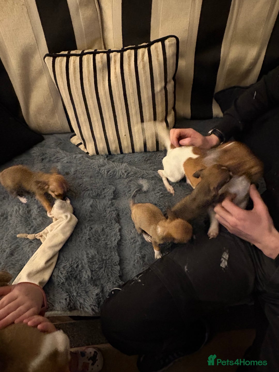 Mixed Breed dogs for sale: Jackawawa pups  - Advert 30