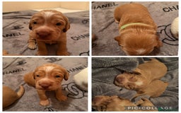 Cocker Spaniel dogs for sale: Beautiful cocker spaniel puppies  - Image 6