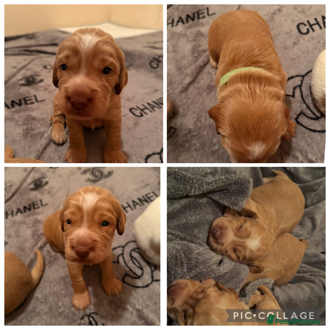 Cocker Spaniel dogs for sale: Beautiful cocker spaniel puppies  - Image 6
