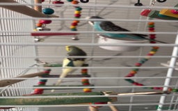 Budgerigars birds for sale: Budgies  - Image 4
