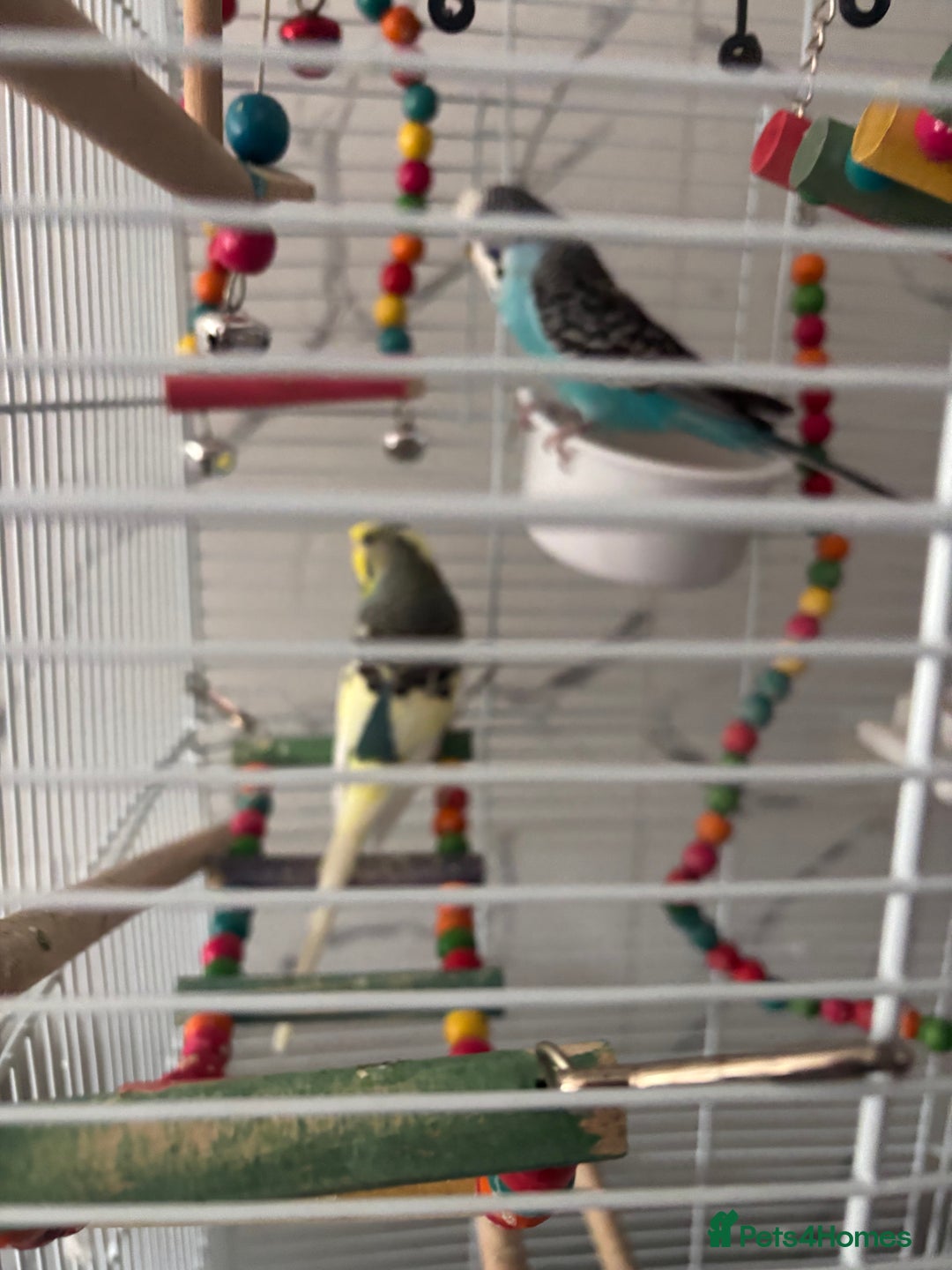 Budgerigars birds for sale: Budgies  - Image 4