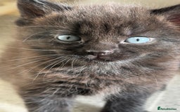 Domestic Shorthair cats for sale: Black kitten - Image 8