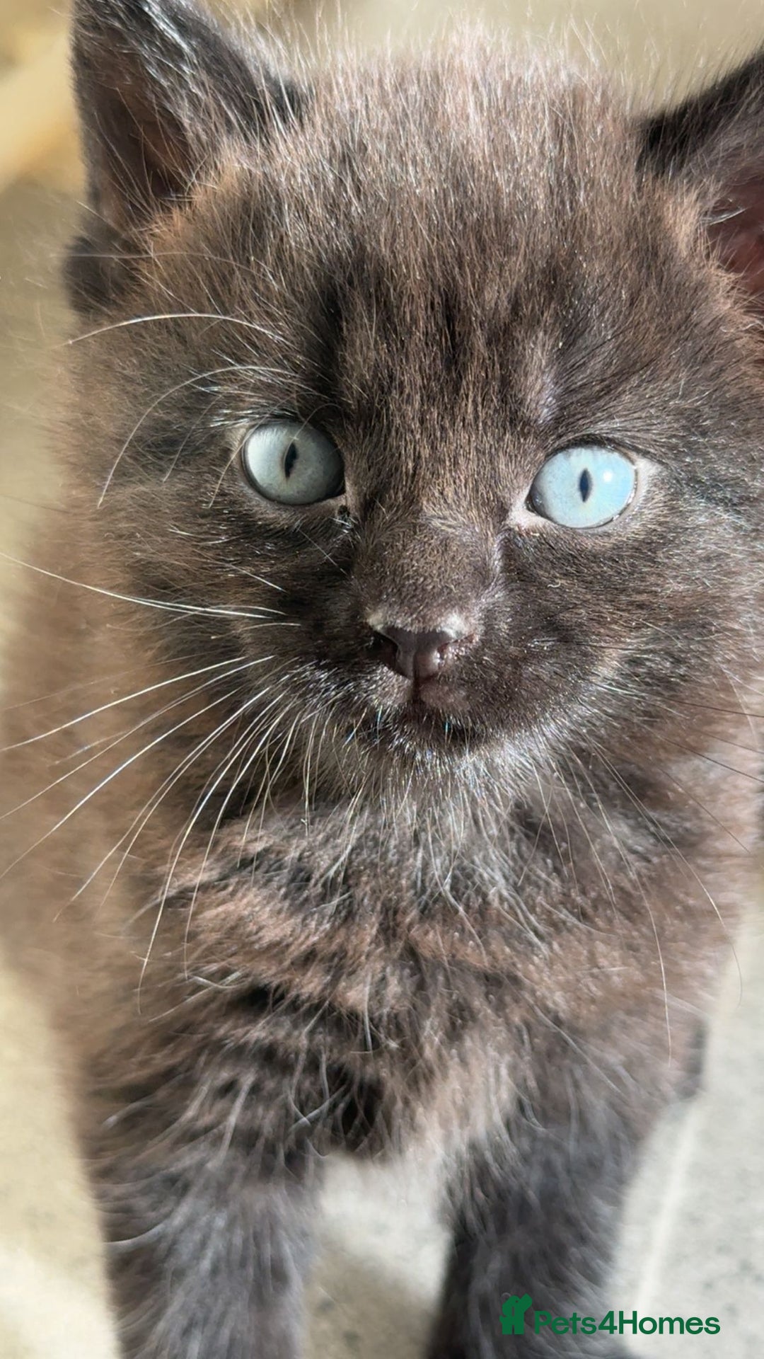 Domestic Shorthair cats for sale: Black kitten - Image 8