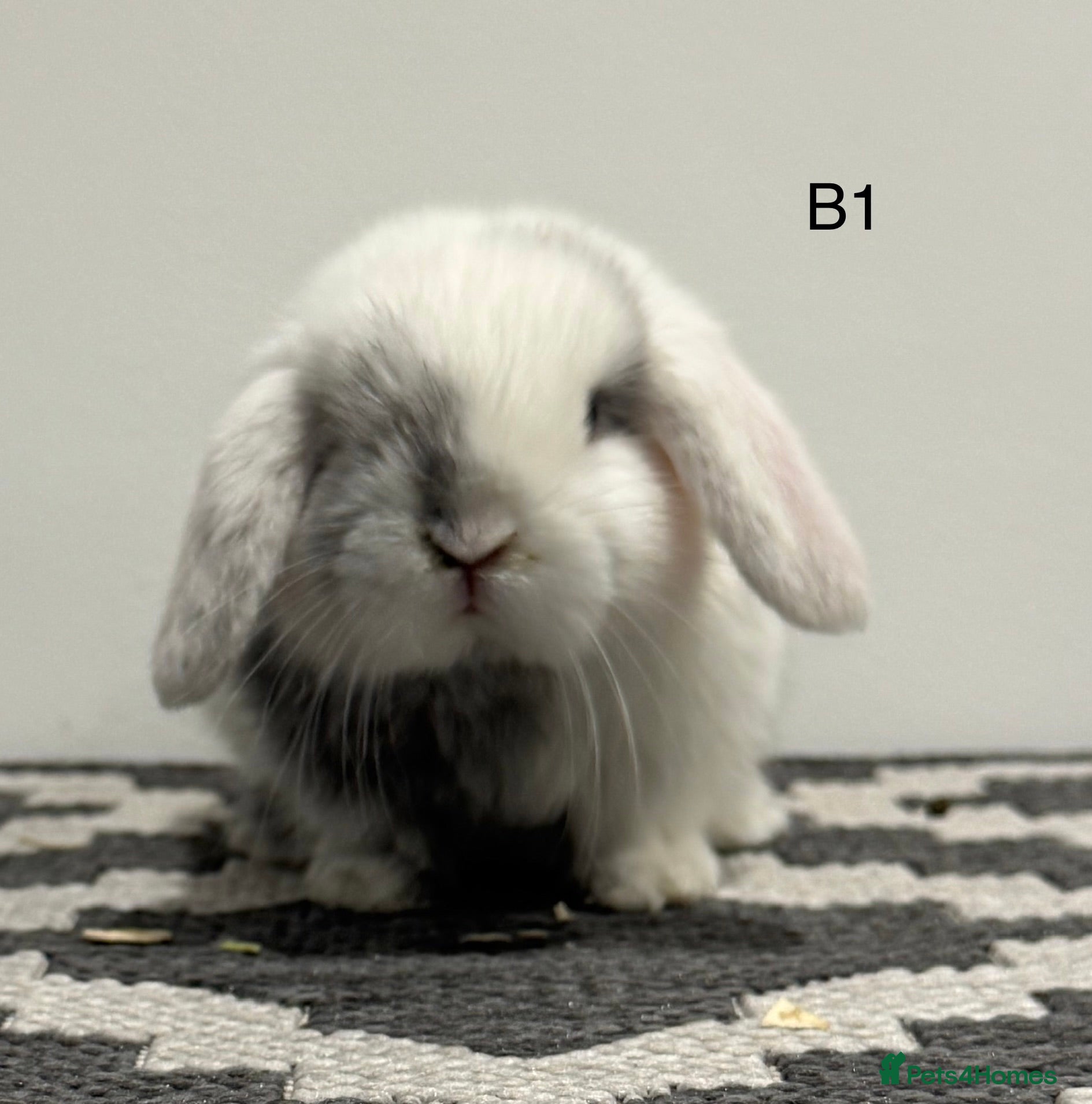 Mini Lop rabbits Pure bred Mini lops  - Advert 4