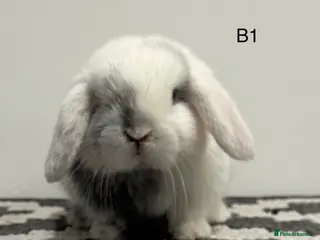 Mini Lop rabbits Pure bred Mini lops - Advert 4