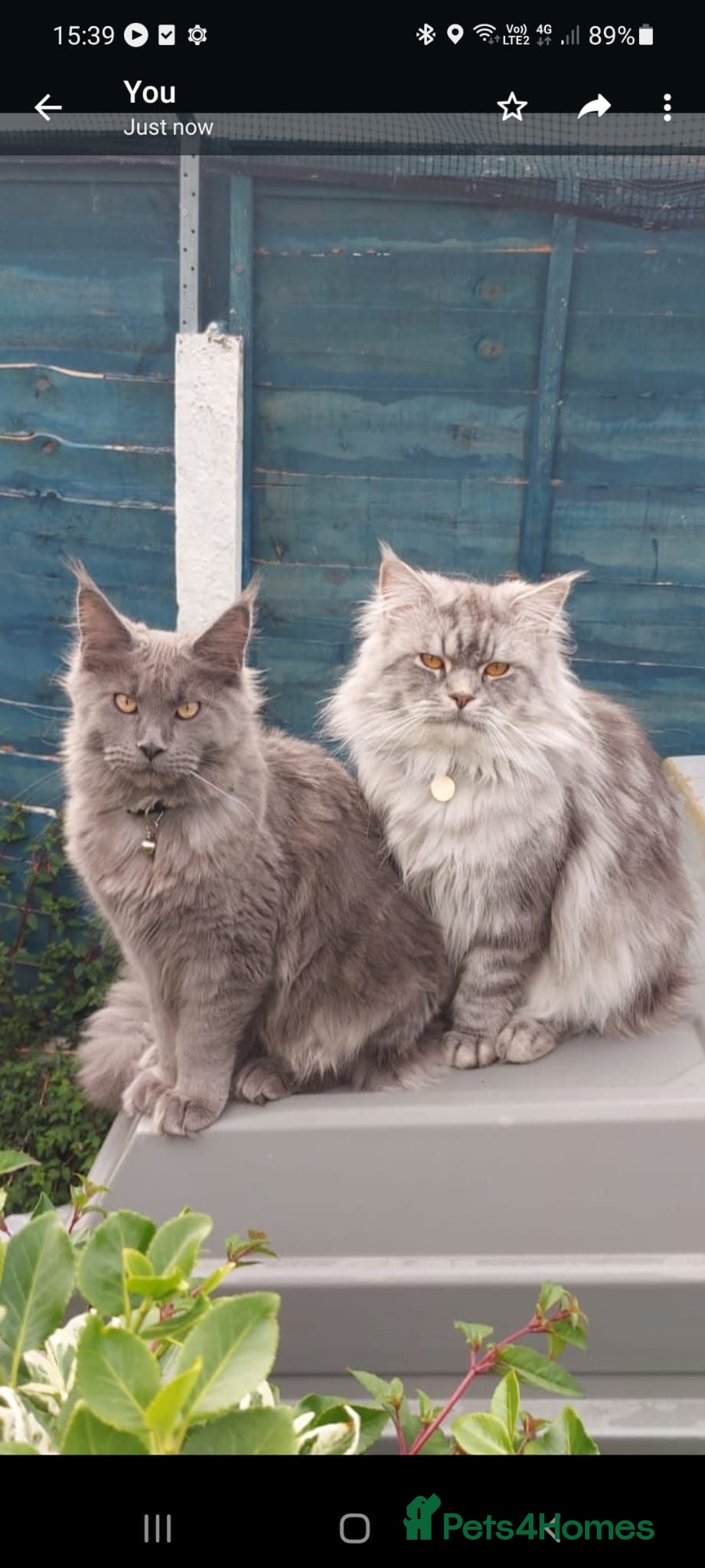 Maine Coon cats Last blue boy remaining - Advert 1