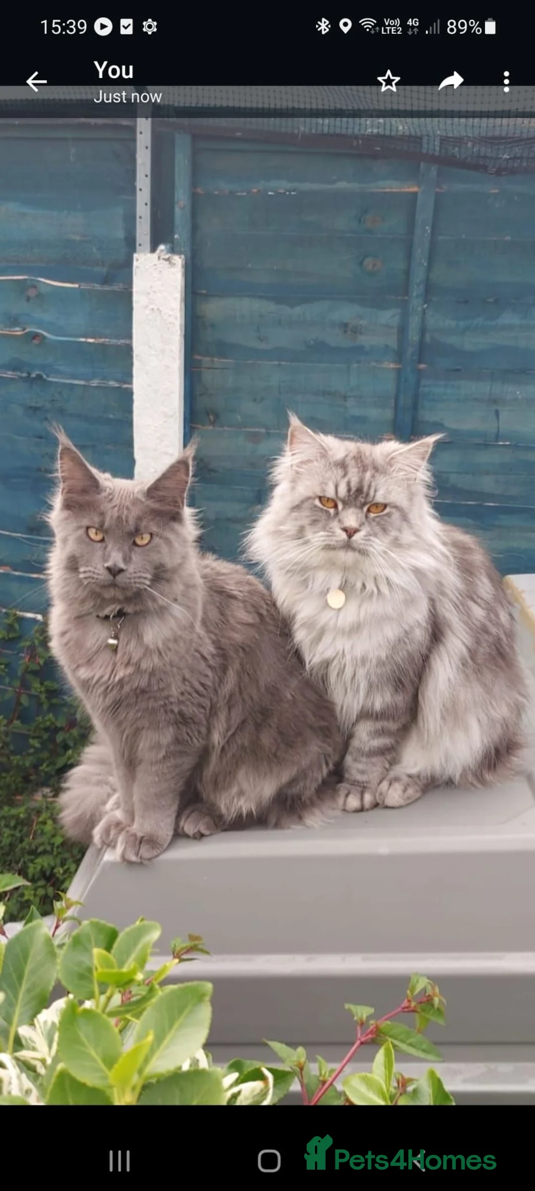 Maine Coon cats for sale: Last blue boy remaining - Advert 1