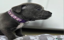 Staffordshire Bull Terrier dogs for sale: Reduced, remaining 2 KC Blue SBT - Image 5