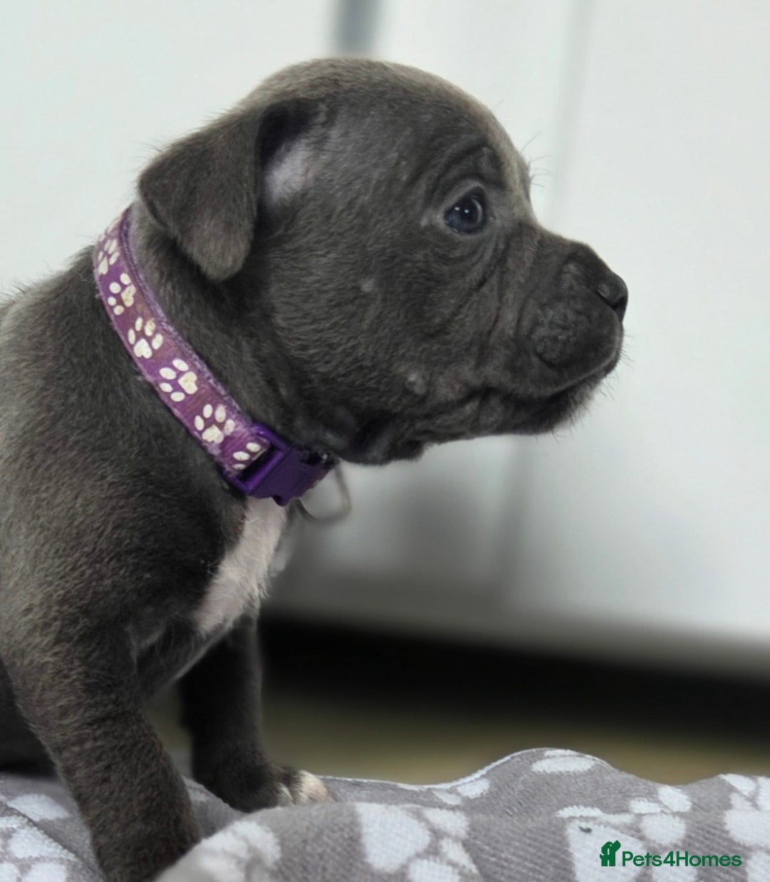 Staffordshire Bull Terrier dogs for sale: Reduced, remaining 2 KC Blue SBT - Image 5