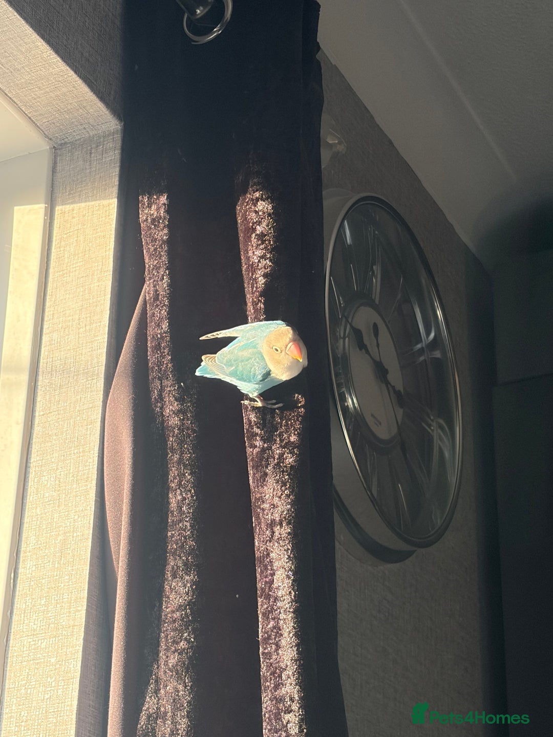 Lovebirds birds for sale: Peach faced love bird  - Advert 3