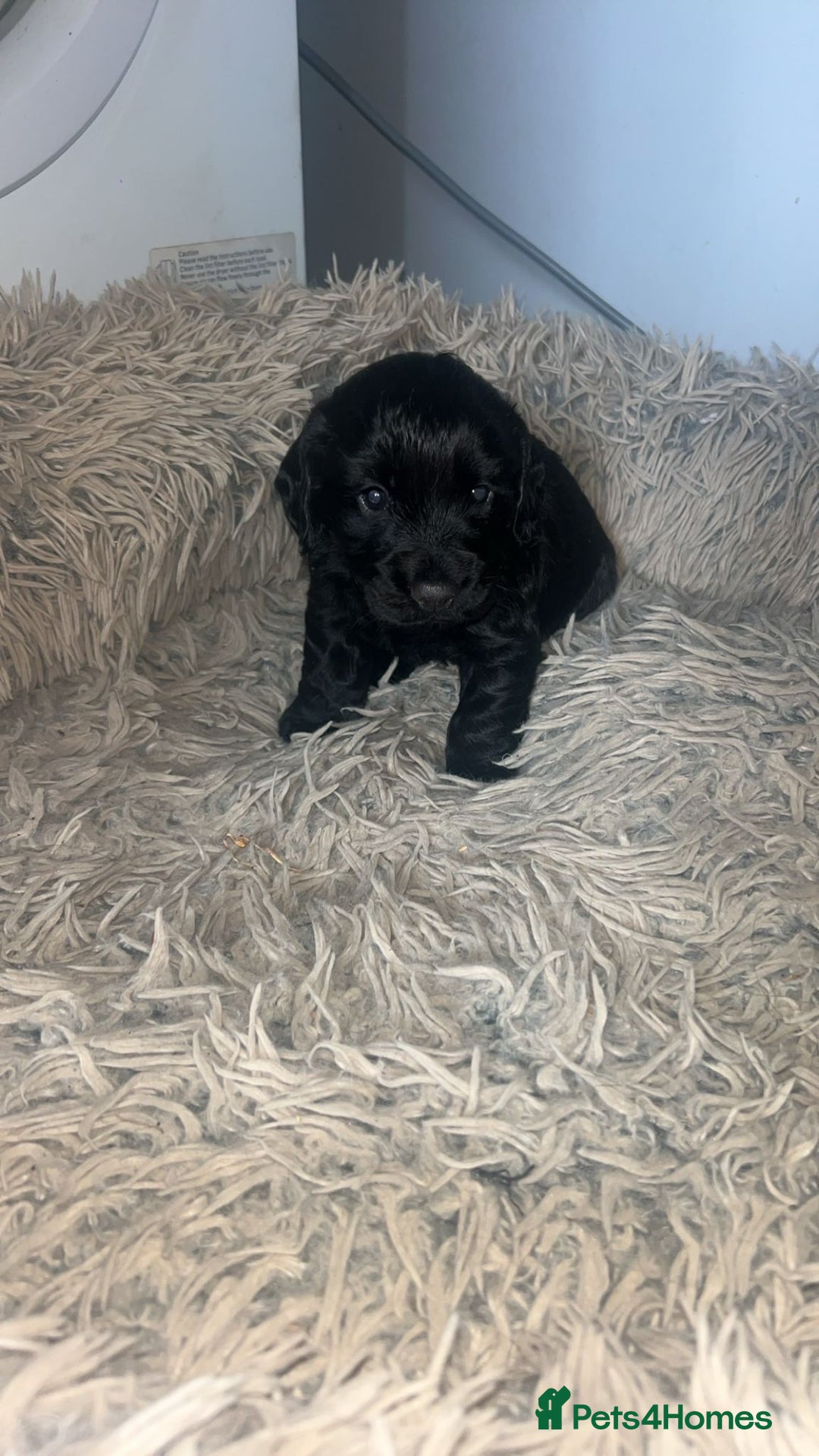 Cocker Spaniel dogs for sale: Lovely short legged black cocker spaniel puppy - Image 6