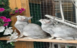 Abyssinian cats for sale: Pedigree Silver Abyssinian kittens left 1 female - Image 2