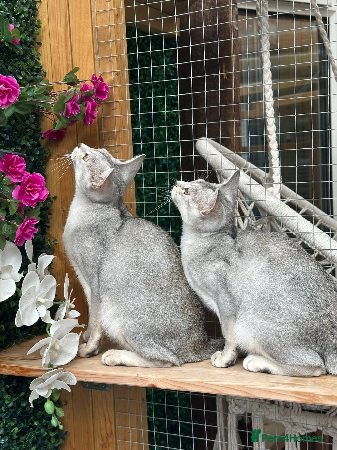 Abyssinian cats for sale: Pedigree Silver Abyssinian kittens left 1 female - Image 2