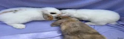 Mini Lop rabbits for sale: Mini lop babies  - Advert 4