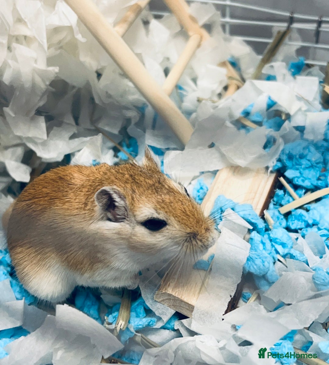 Gerbil rodents for sale: 2 gerbils  - Advert 3