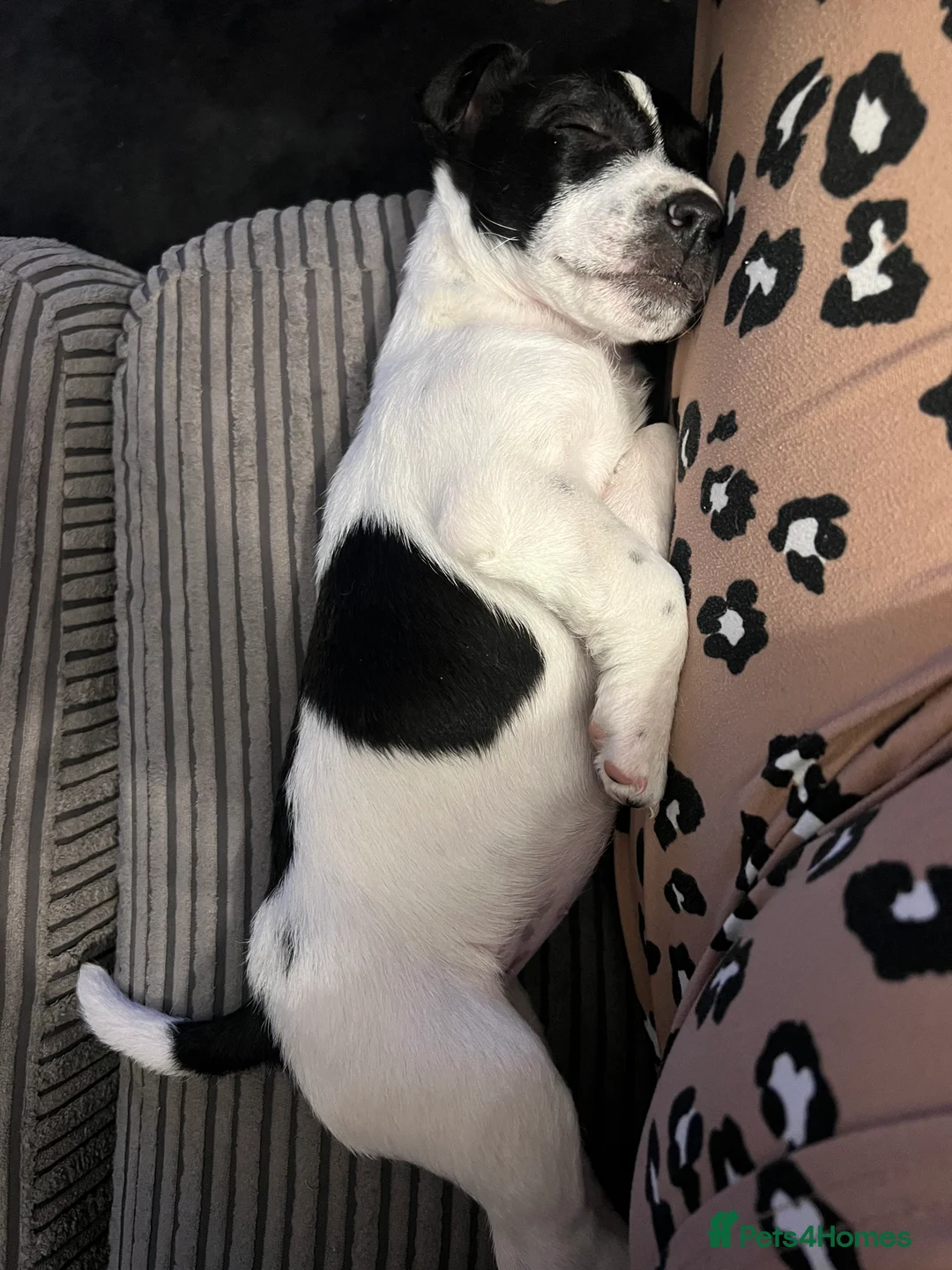 Jack Russell dogs for sale: Female Jack Russel  - Advert 23