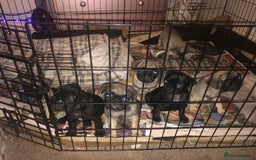 Pug dogs for sale: Pug puppies - Image 11