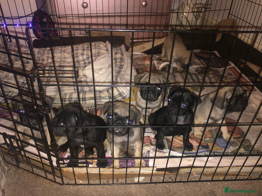 Pug dogs for sale: Pug puppies - Image 11