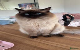Ragdoll cats for sale: Ragdoll kittens  - Image 6
